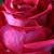 Rózsaszín - Teahibrid rózsa - Anne Marie Trechslin